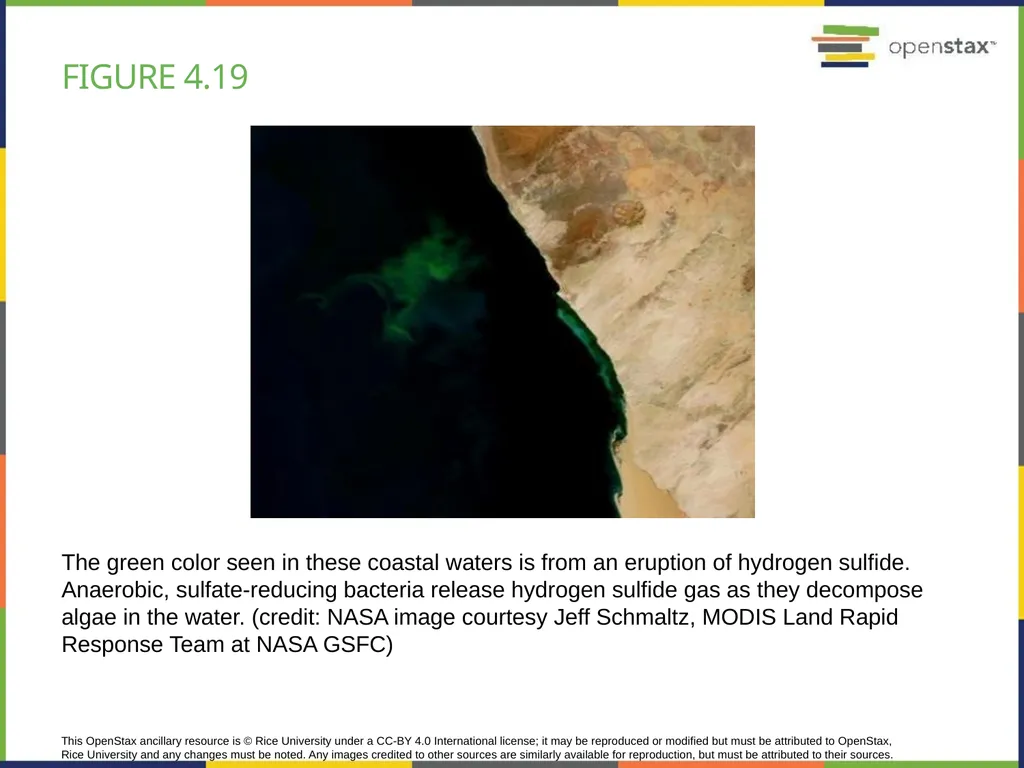 Chapter 4 HOW CELLS OBTAIN ENERGY PowerPoint Image - slide 37 of 39