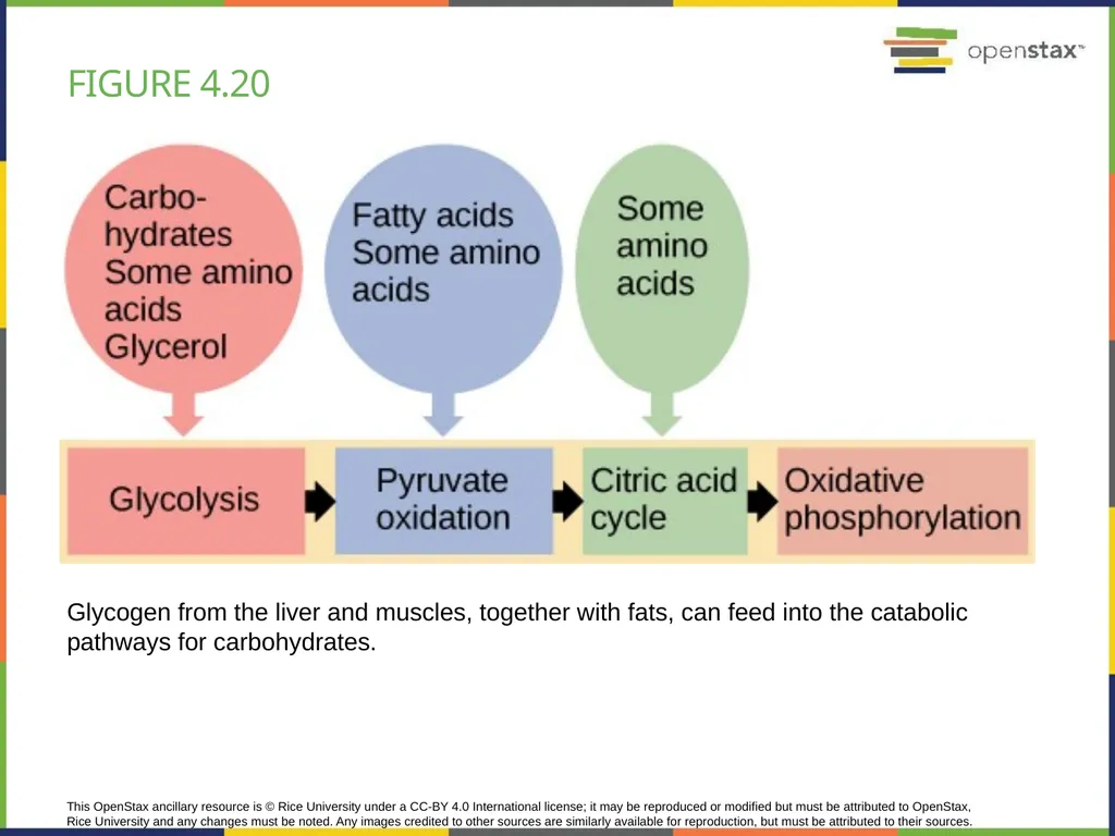 Chapter 4 HOW CELLS OBTAIN ENERGY PowerPoint Image - slide 39 of 39