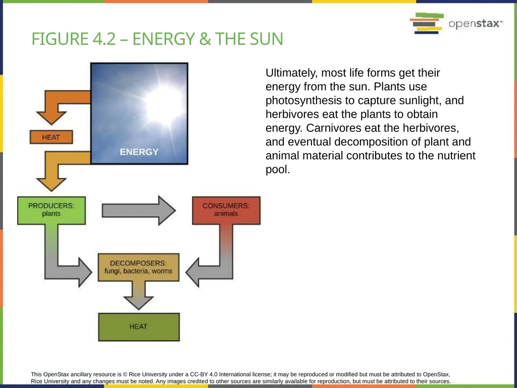 Chapter 4 HOW CELLS OBTAIN ENERGY PowerPoint Image - slide 4 of 39