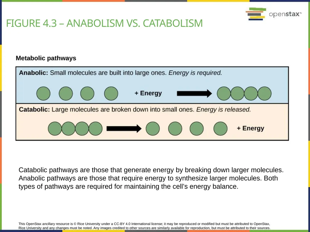Chapter 4 HOW CELLS OBTAIN ENERGY PowerPoint Image - slide 7 of 39