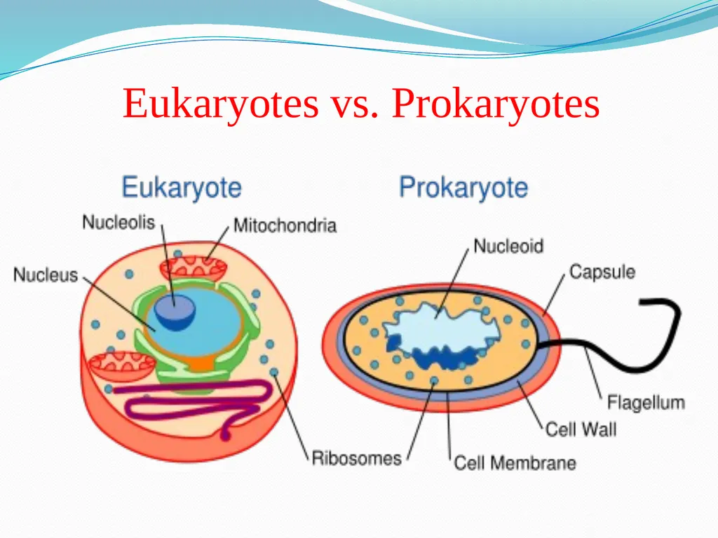 Cell Biology Cytology or Cell Biology The cytology - slide 5 of 13