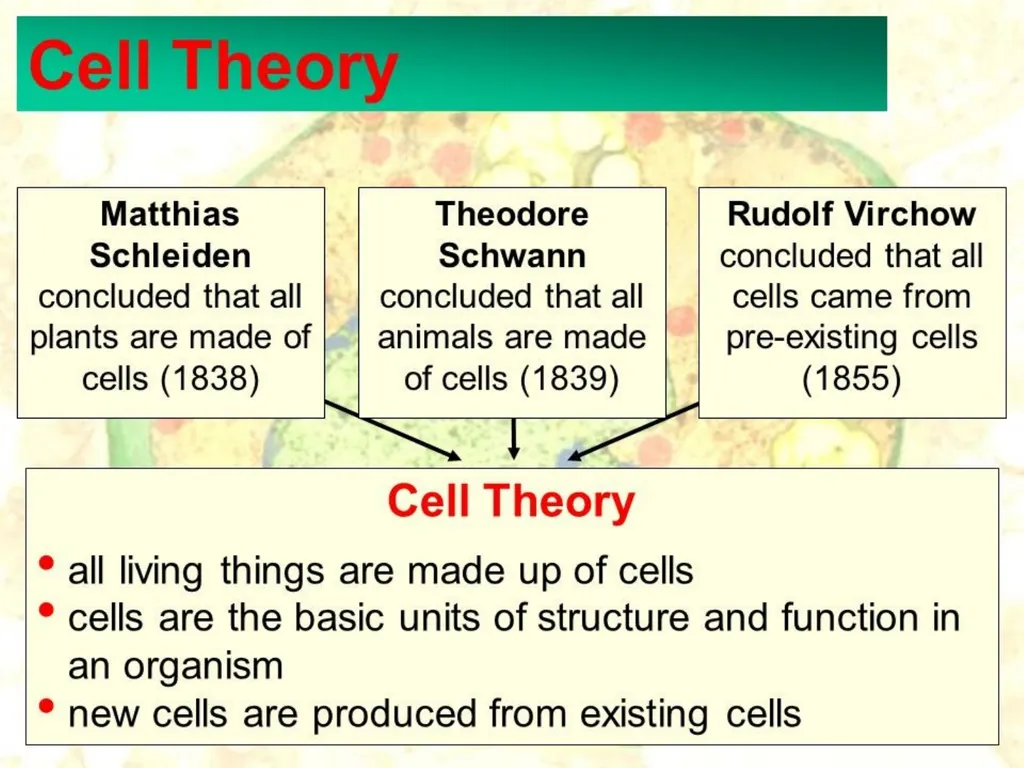 Cell Biology Cytology or Cell Biology The cytology - slide 6 of 13
