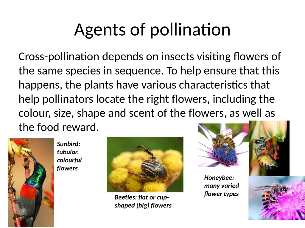 Pollination biology (draft slides for educators to - slide 4 of 18