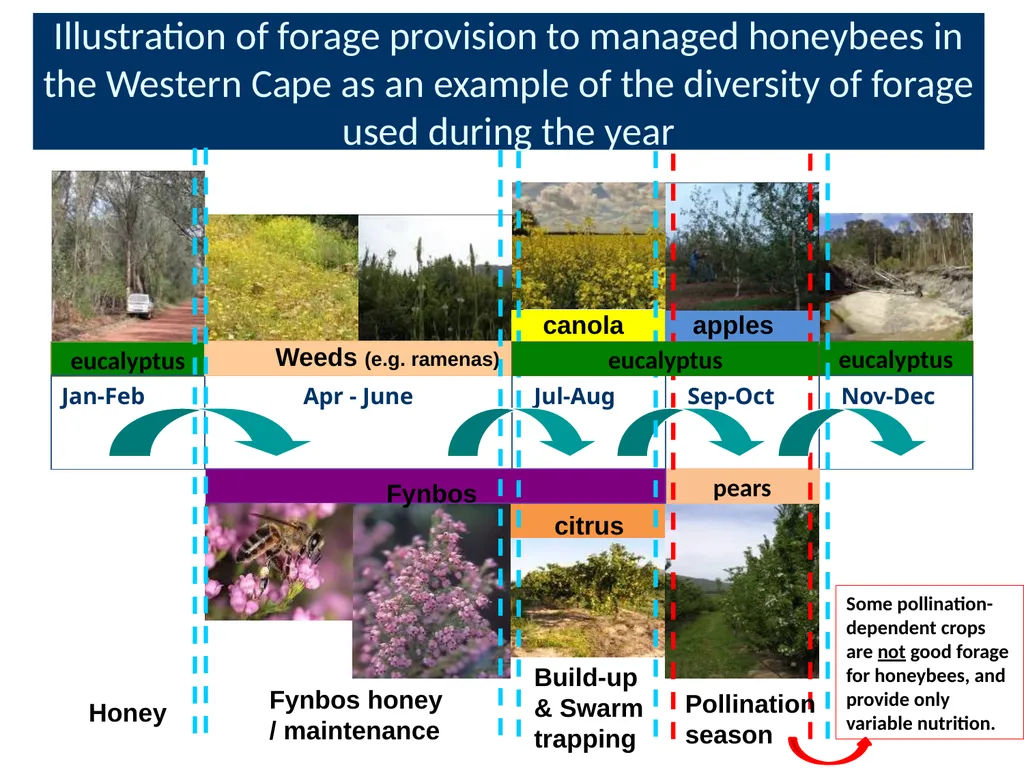 Pollination biology (draft slides for educators to - slide 17 of 18