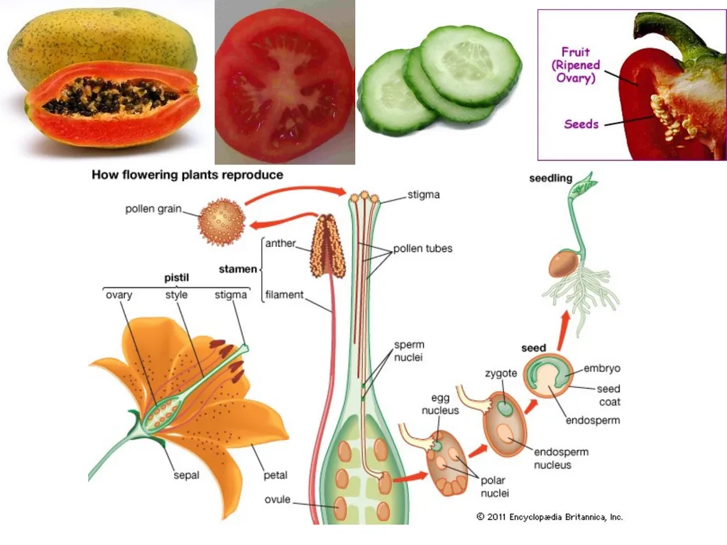 Pollination biology (draft slides for educators to - slide 6 of 18