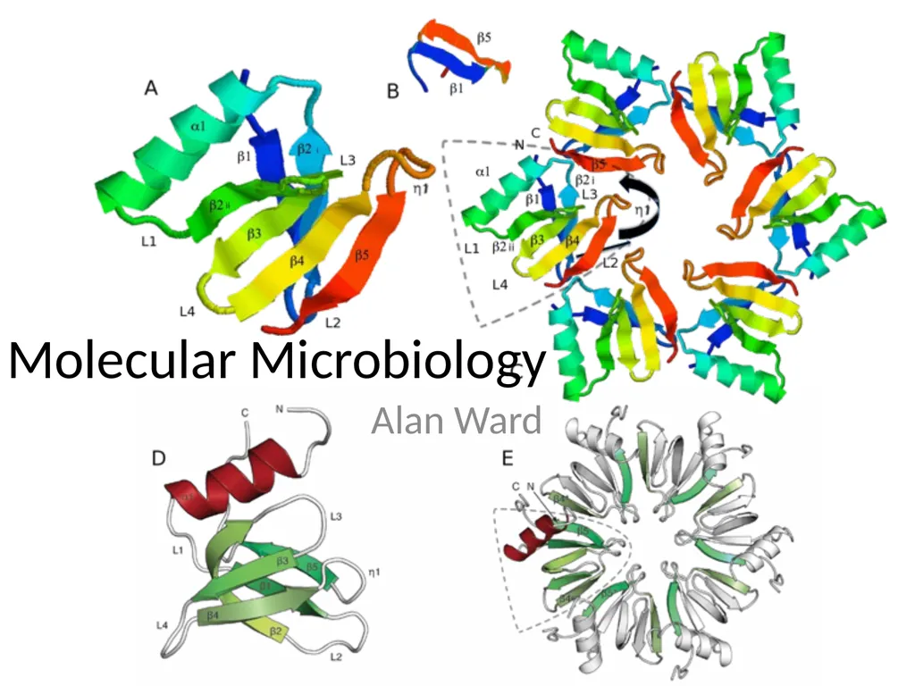 Molecular Microbiology Alan Ward Molecular - slide 1 of 12