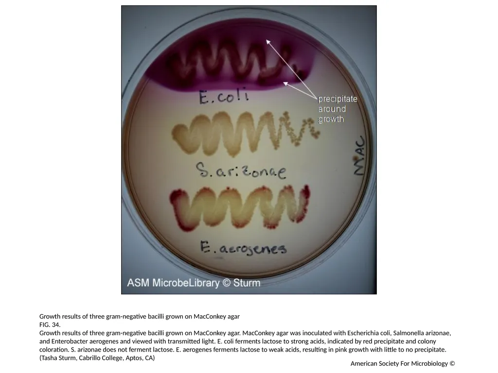 MacConkey Agar Plates Author: Mary E. Allen - slide 35 of 36