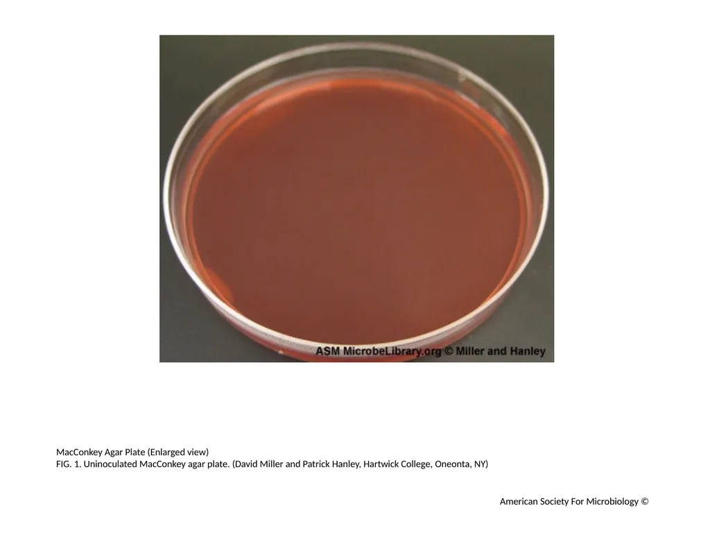MacConkey Agar Plates Author: Mary E. Allen - slide 2 of 36