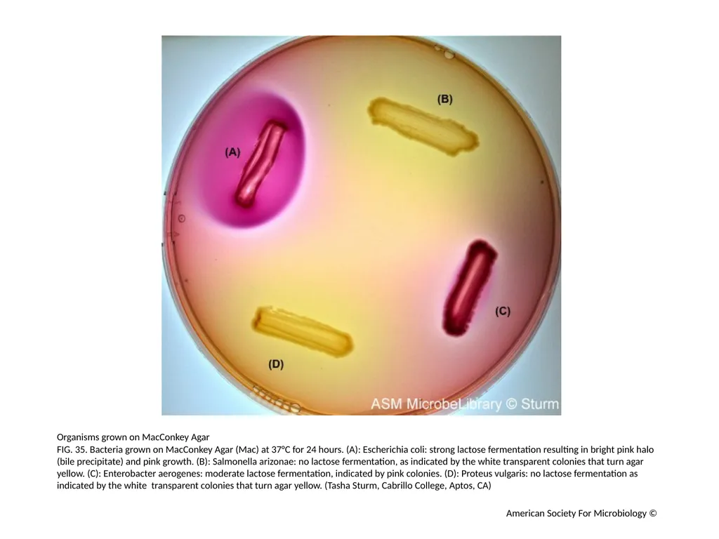 MacConkey Agar Plates Author: Mary E. Allen - slide 36 of 36