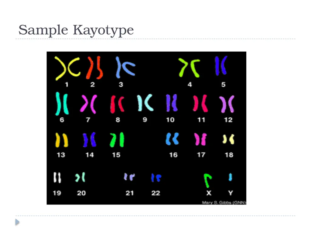 Biology Chapter 11 Human Genetics Human Genetic - slide 9 of 10