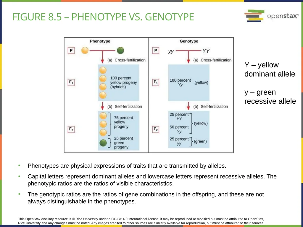 Chapter 8 PATTERNS OF INHERITANCE PowerPoint Image - slide 11 of 36