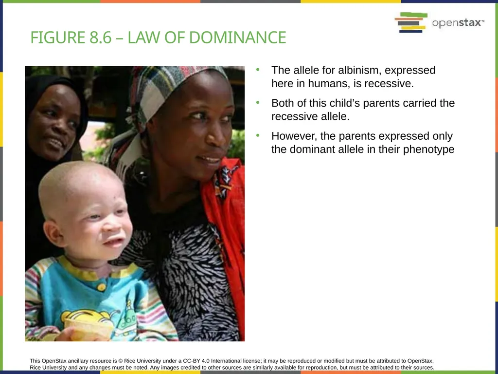 Chapter 8 PATTERNS OF INHERITANCE PowerPoint Image - slide 13 of 36