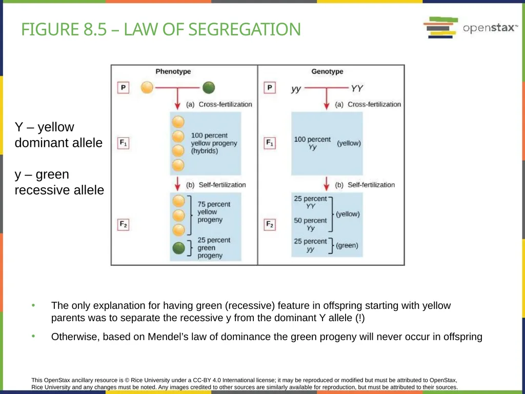 Chapter 8 PATTERNS OF INHERITANCE PowerPoint Image - slide 14 of 36