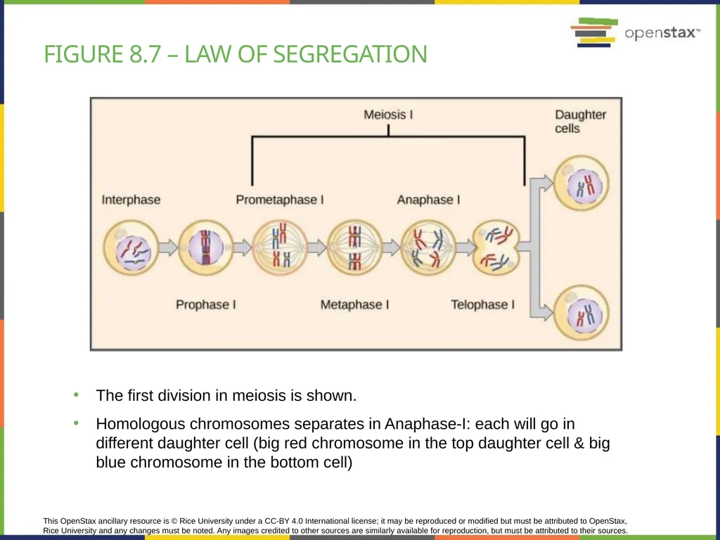 Chapter 8 PATTERNS OF INHERITANCE PowerPoint Image - slide 16 of 36