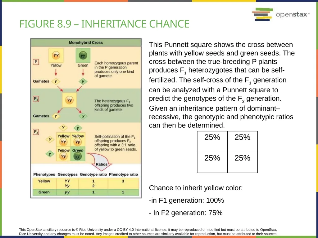 Chapter 8 PATTERNS OF INHERITANCE PowerPoint Image - slide 18 of 36