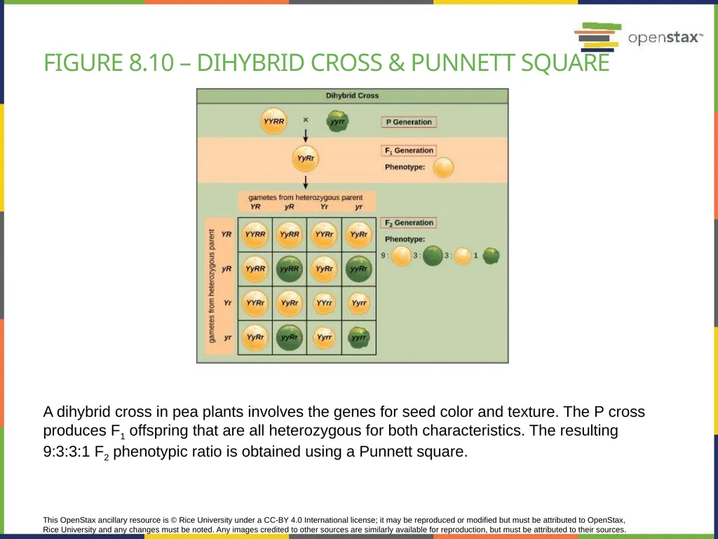Chapter 8 PATTERNS OF INHERITANCE PowerPoint Image - slide 20 of 36