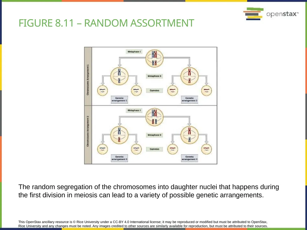 Chapter 8 PATTERNS OF INHERITANCE PowerPoint Image - slide 22 of 36