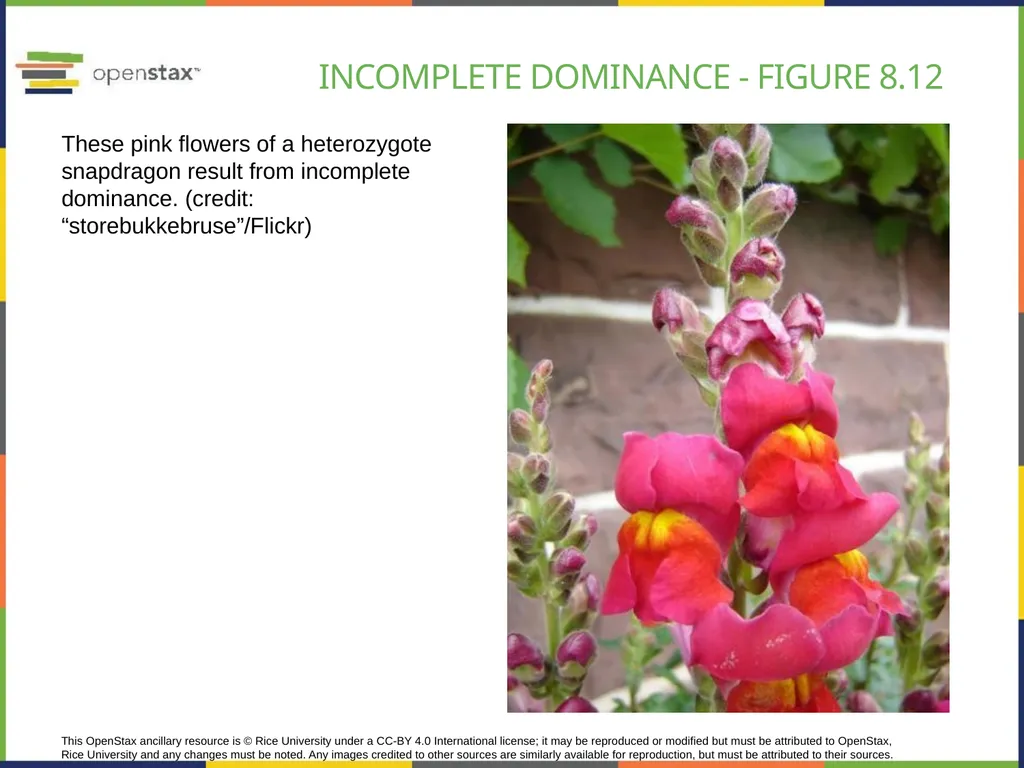 Chapter 8 PATTERNS OF INHERITANCE PowerPoint Image - slide 24 of 36
