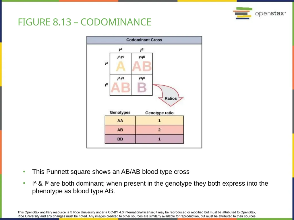 Chapter 8 PATTERNS OF INHERITANCE PowerPoint Image - slide 27 of 36
