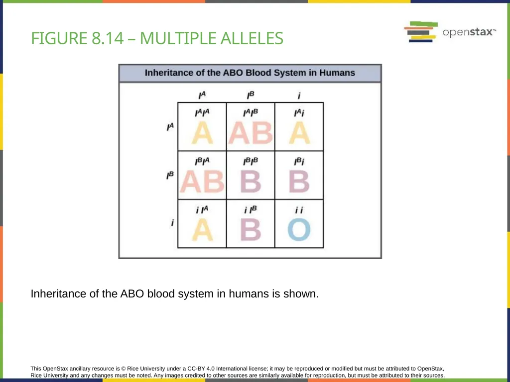 Chapter 8 PATTERNS OF INHERITANCE PowerPoint Image - slide 29 of 36