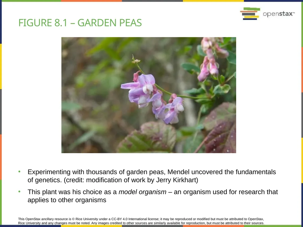 Chapter 8 PATTERNS OF INHERITANCE PowerPoint Image - slide 3 of 36