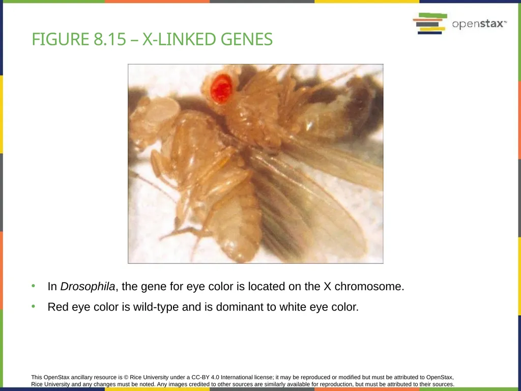 Chapter 8 PATTERNS OF INHERITANCE PowerPoint Image - slide 31 of 36