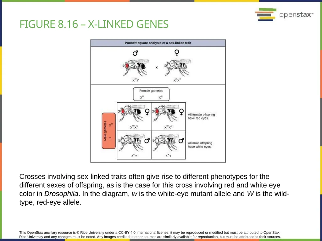 Chapter 8 PATTERNS OF INHERITANCE PowerPoint Image - slide 32 of 36