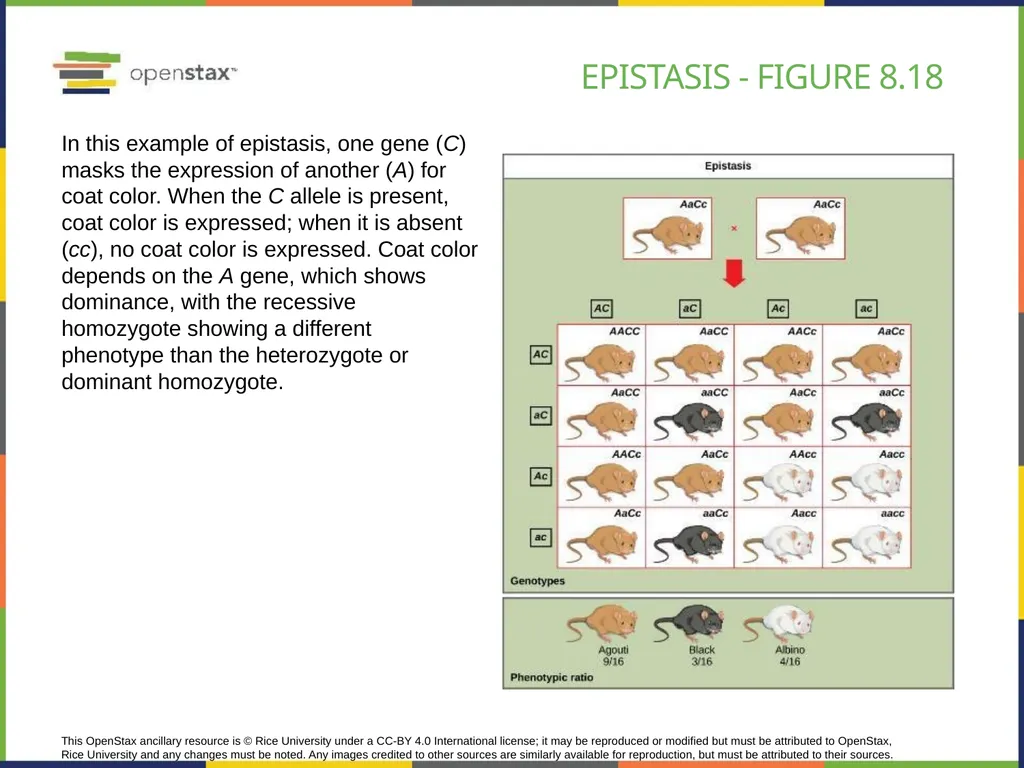 Chapter 8 PATTERNS OF INHERITANCE PowerPoint Image - slide 34 of 36
