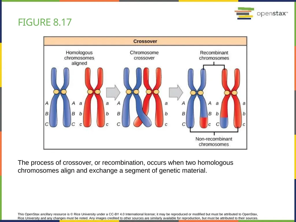 Chapter 8 PATTERNS OF INHERITANCE PowerPoint Image - slide 36 of 36