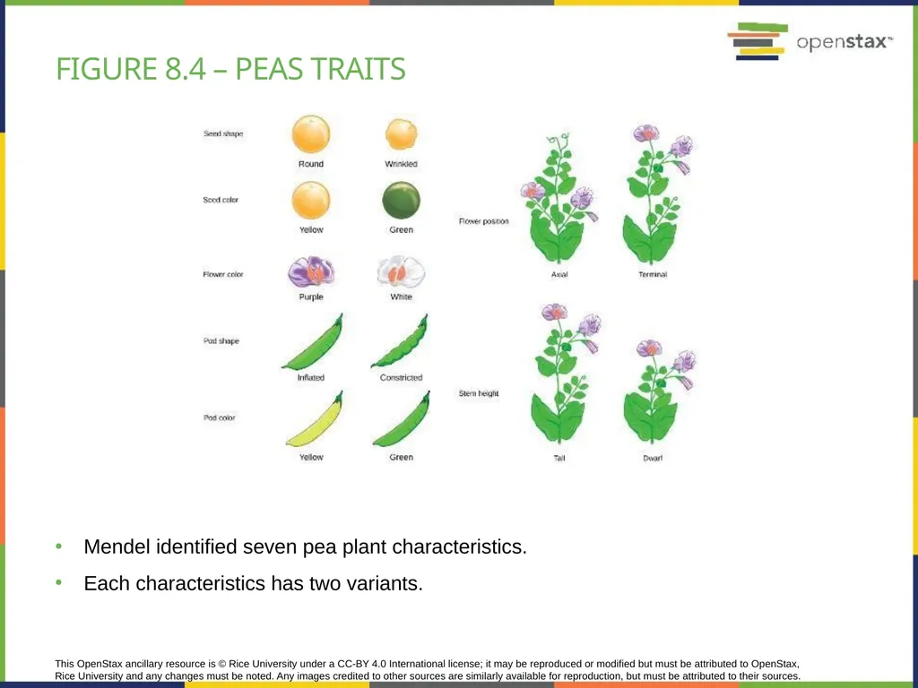 Chapter 8 PATTERNS OF INHERITANCE PowerPoint Image - slide 5 of 36