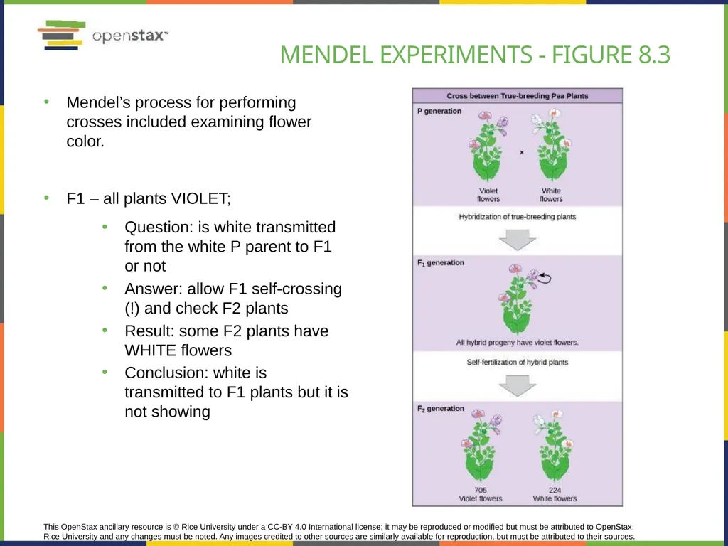 Chapter 8 PATTERNS OF INHERITANCE PowerPoint Image - slide 7 of 36