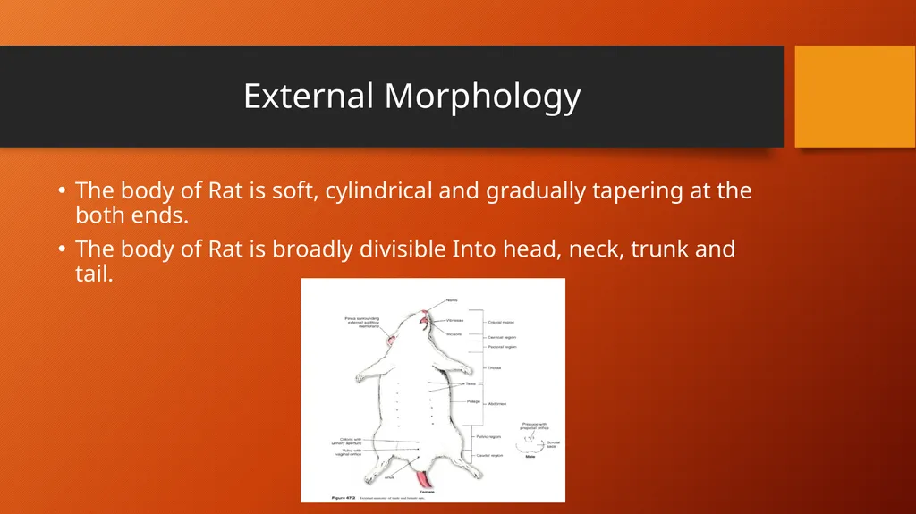 B.Sc.Part-I, Semester-II Zoology,DSC15B,Paper III - slide 5 of 8