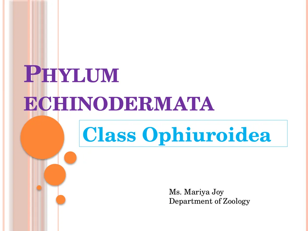 Phylum echinodermata Class Ophiuroidea Ms. Mariya