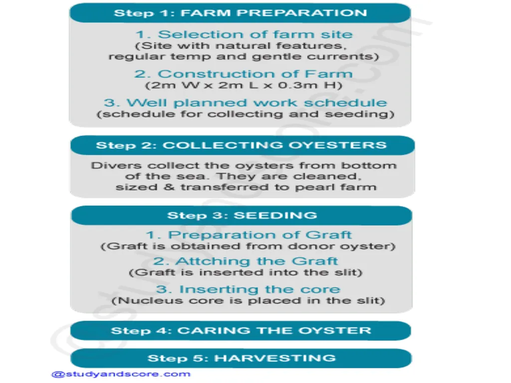 Pearl culture By Dr. Devendra Kumar Assistant - slide 13 of 33