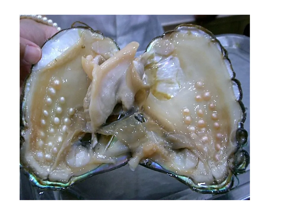 Pearl culture By Dr. Devendra Kumar Assistant - slide 29 of 33