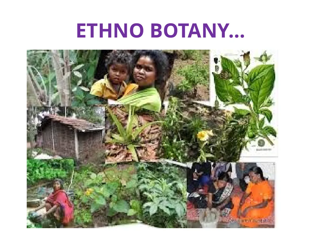 ETHNO BOTANY ETHNO BOTANY The term ethno botany - slide 7 of 41