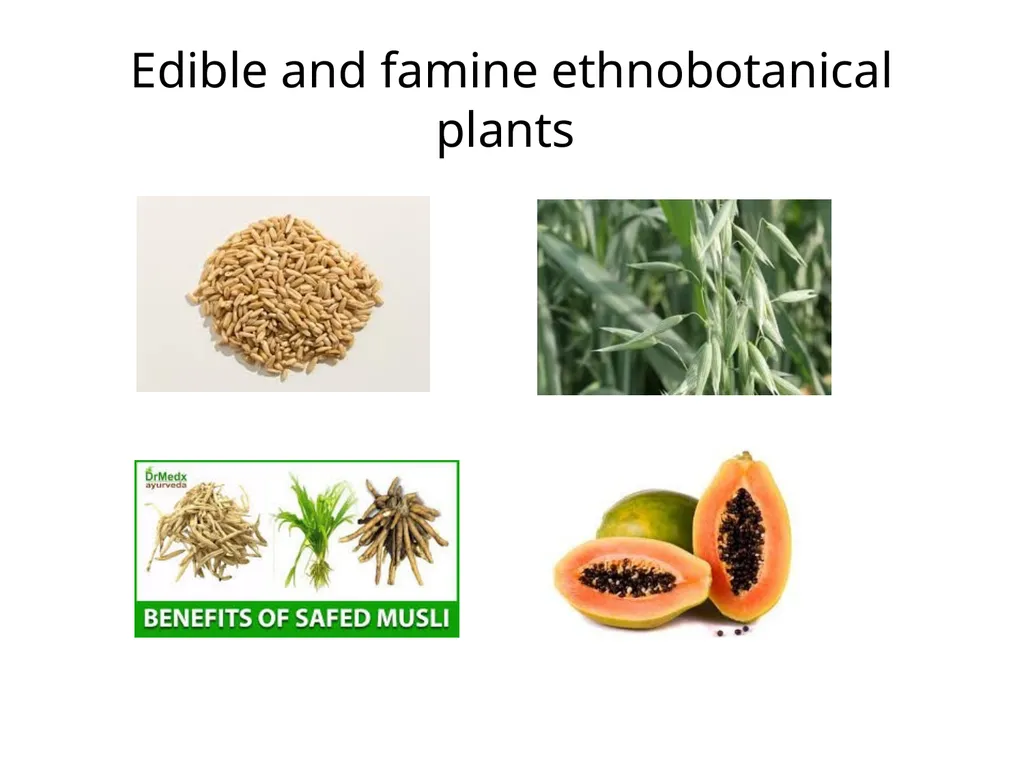 ETHNO BOTANY ETHNO BOTANY The term ethno botany - slide 23 of 41