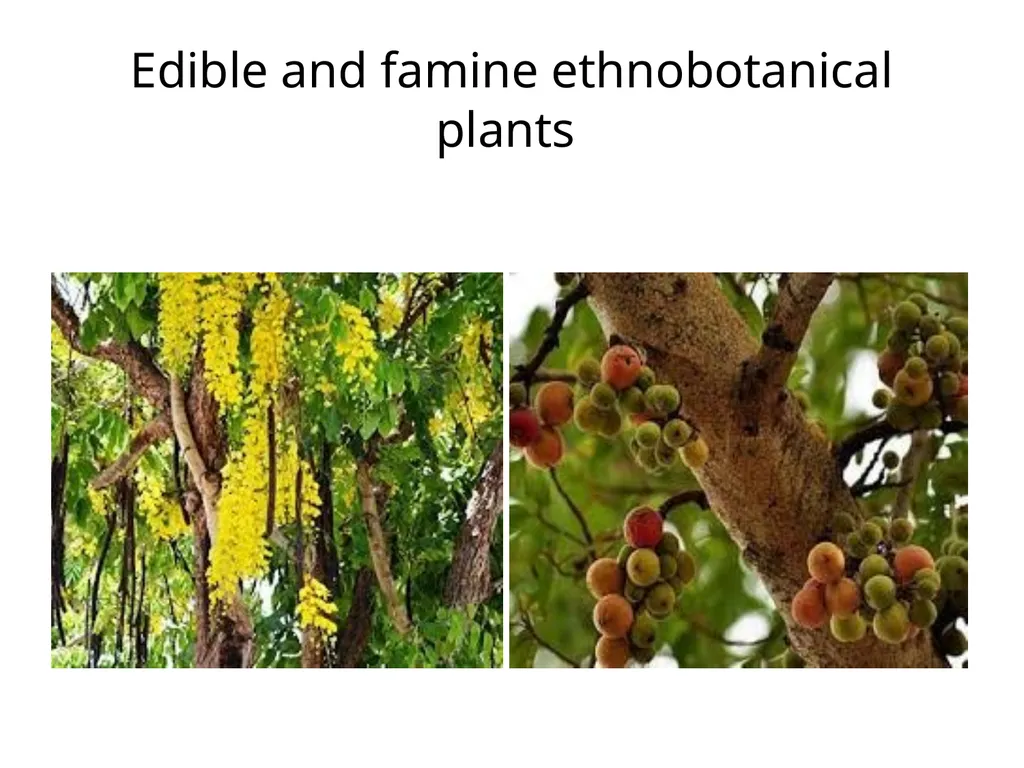 ETHNO BOTANY ETHNO BOTANY The term ethno botany - slide 25 of 41