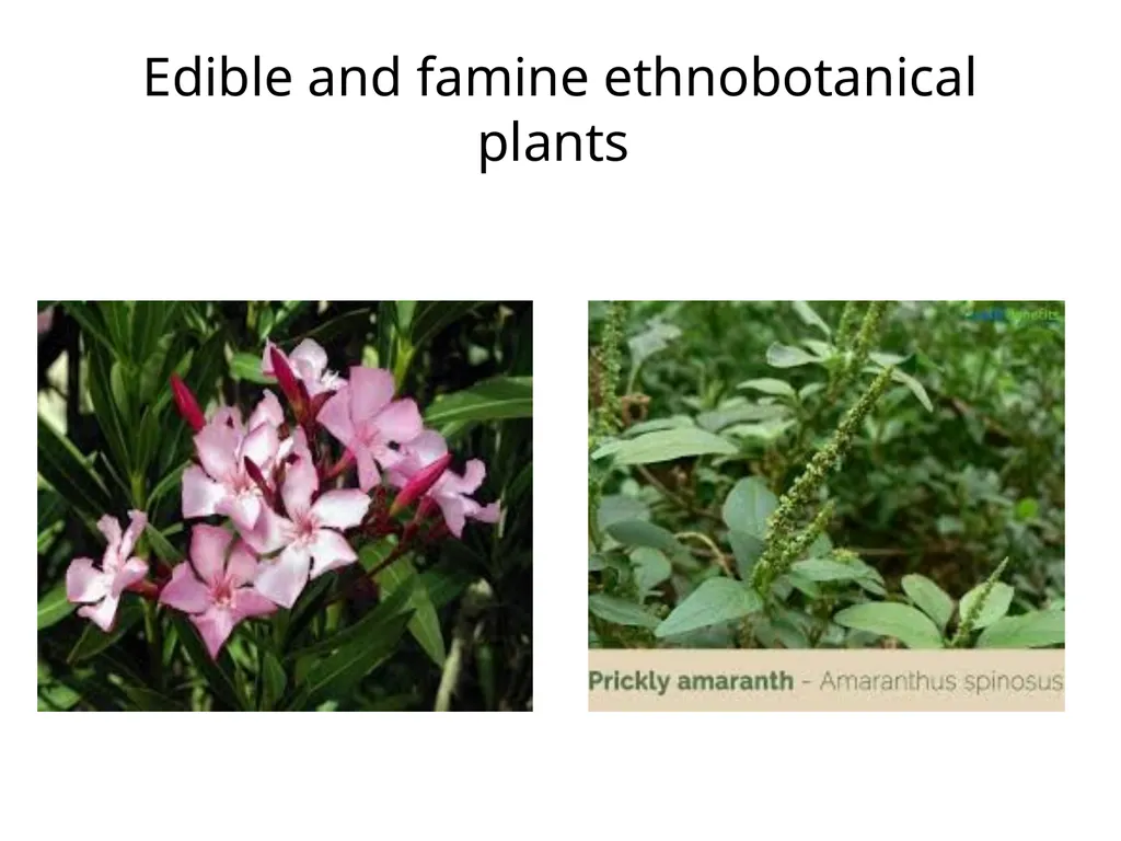 ETHNO BOTANY ETHNO BOTANY The term ethno botany - slide 27 of 41