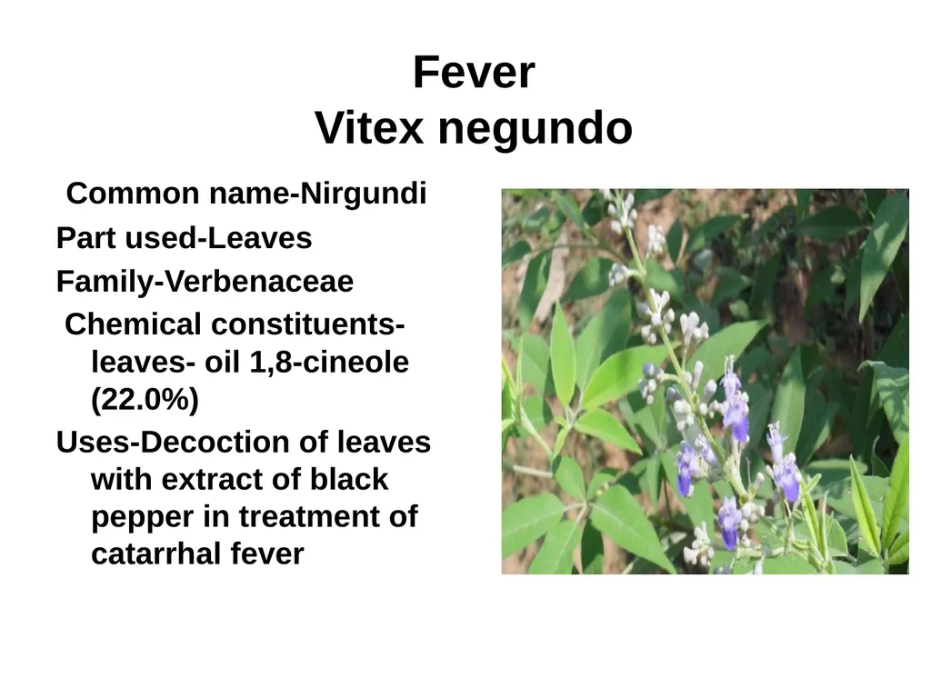 ETHNO BOTANY ETHNO BOTANY The term ethno botany - slide 37 of 41