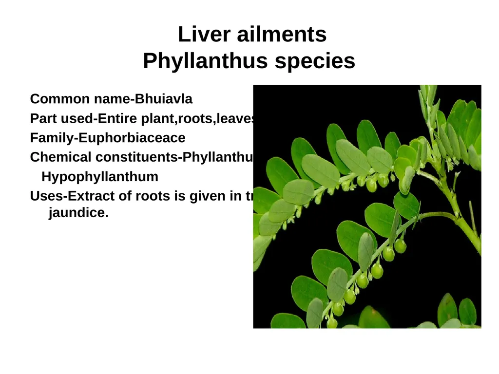 ETHNO BOTANY ETHNO BOTANY The term ethno botany - slide 31 of 41