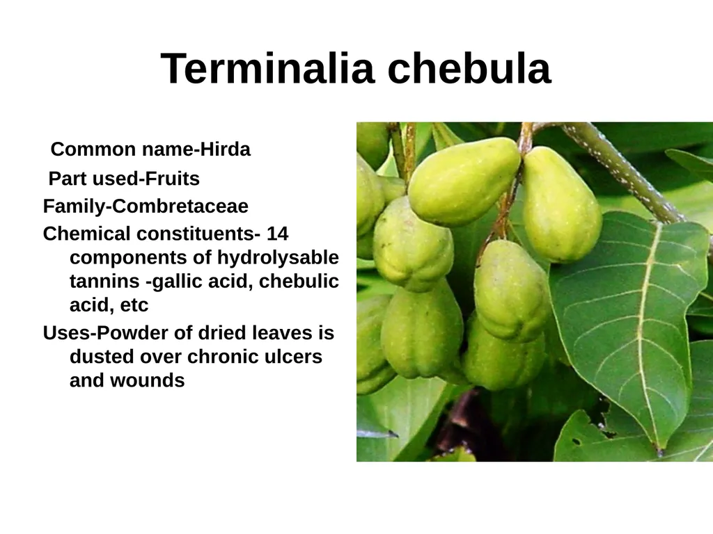 ETHNO BOTANY ETHNO BOTANY The term ethno botany - slide 35 of 41