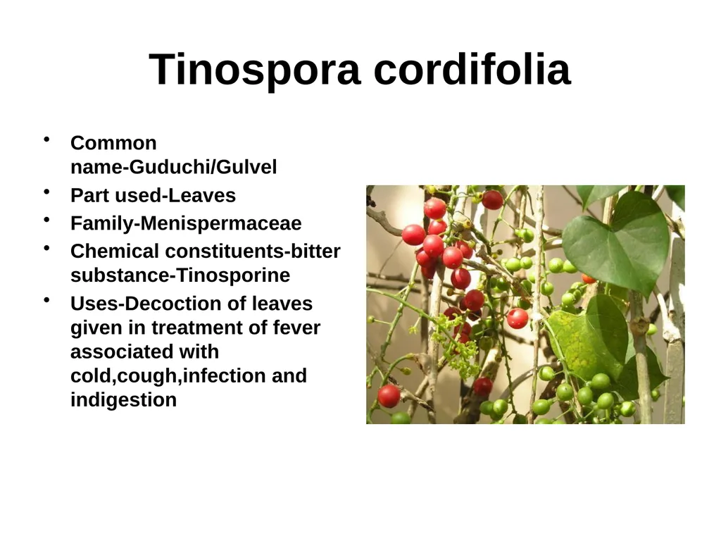 ETHNO BOTANY ETHNO BOTANY The term ethno botany - slide 38 of 41