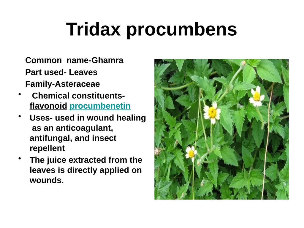 ETHNO BOTANY ETHNO BOTANY The term ethno botany - slide 36 of 41