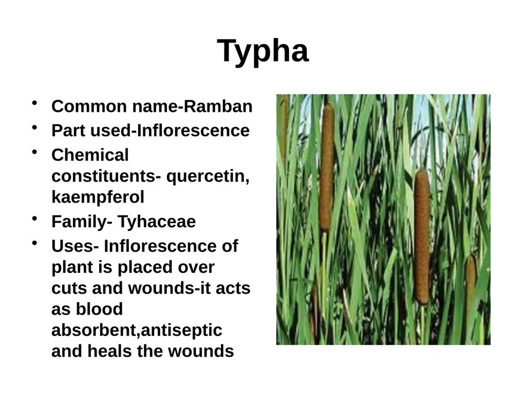 ETHNO BOTANY ETHNO BOTANY The term ethno botany - slide 34 of 41