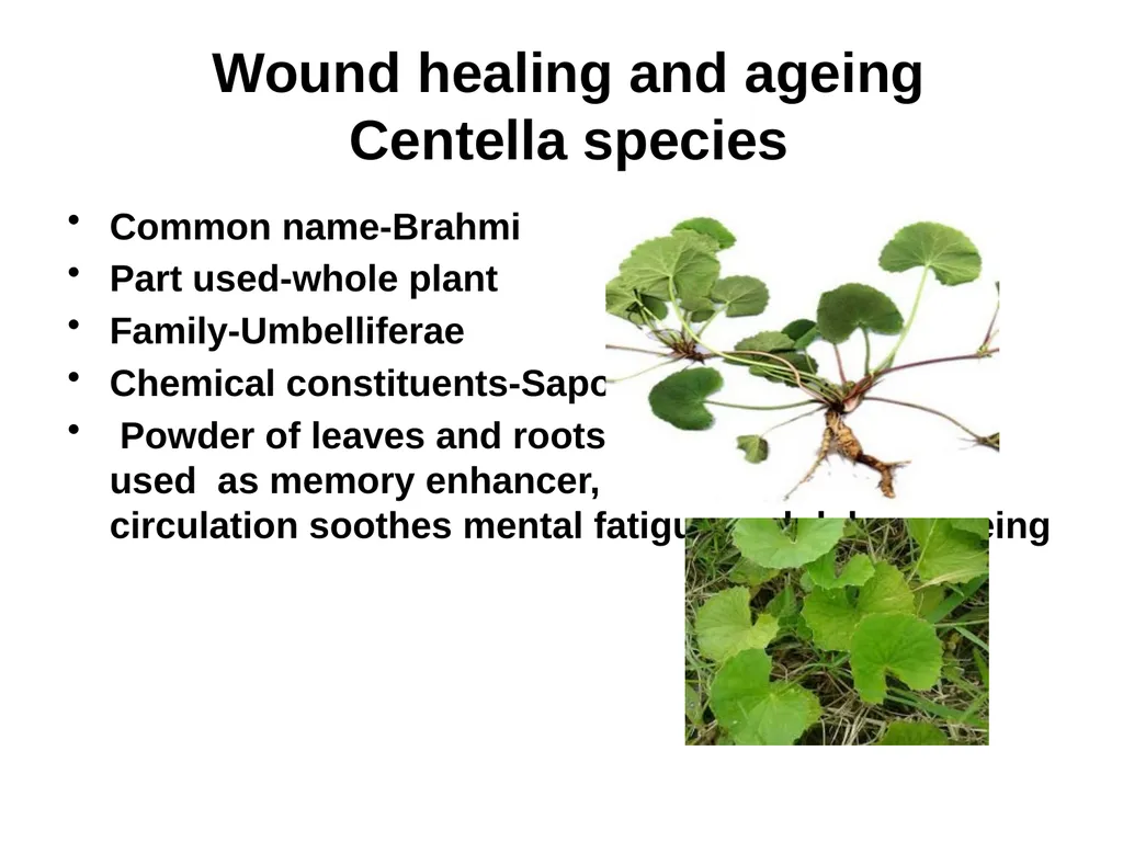 ETHNO BOTANY ETHNO BOTANY The term ethno botany - slide 33 of 41
