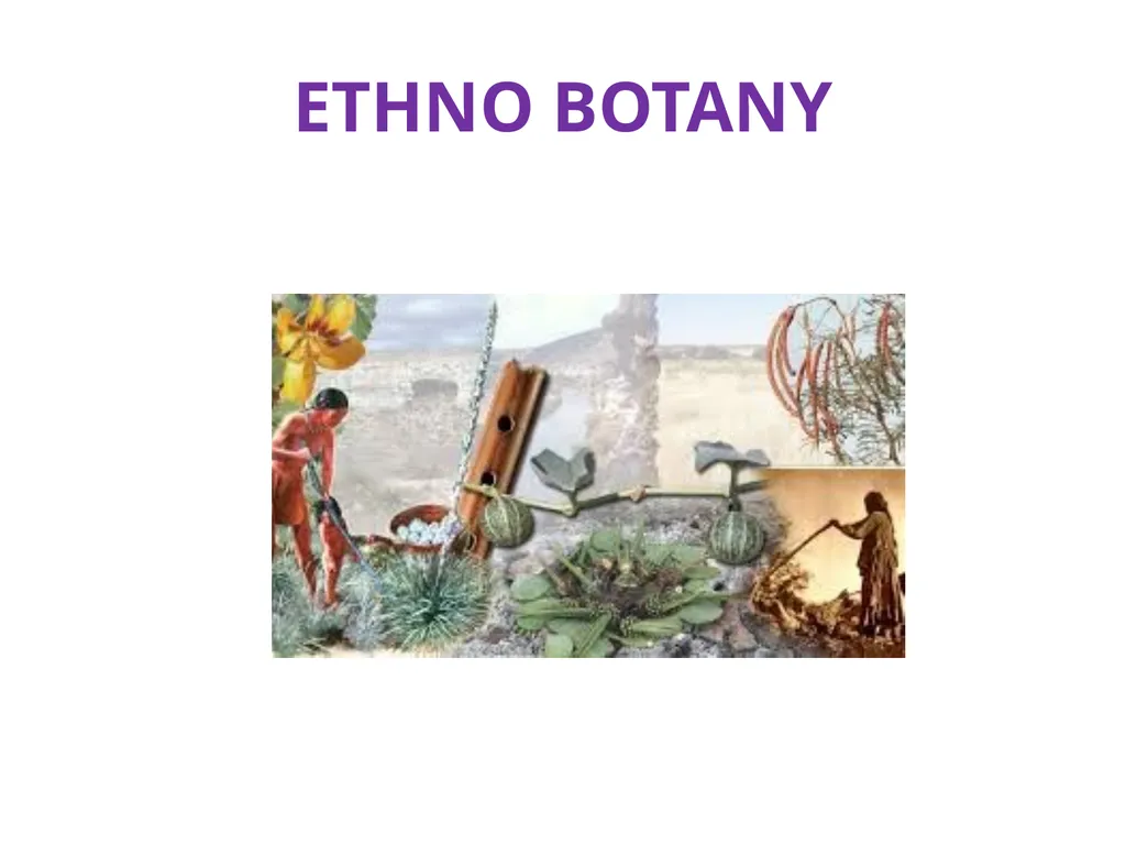 ETHNO BOTANY ETHNO BOTANY The term ethno botany