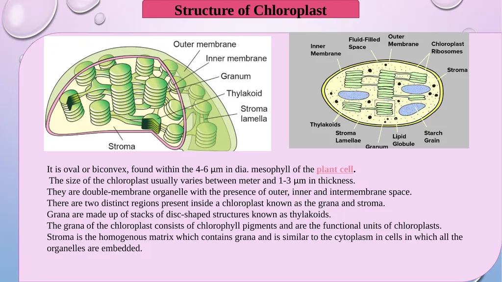 Presented By Dr. Manjusha Ingawale. B.Sc.I Sem I - slide 4 of 6