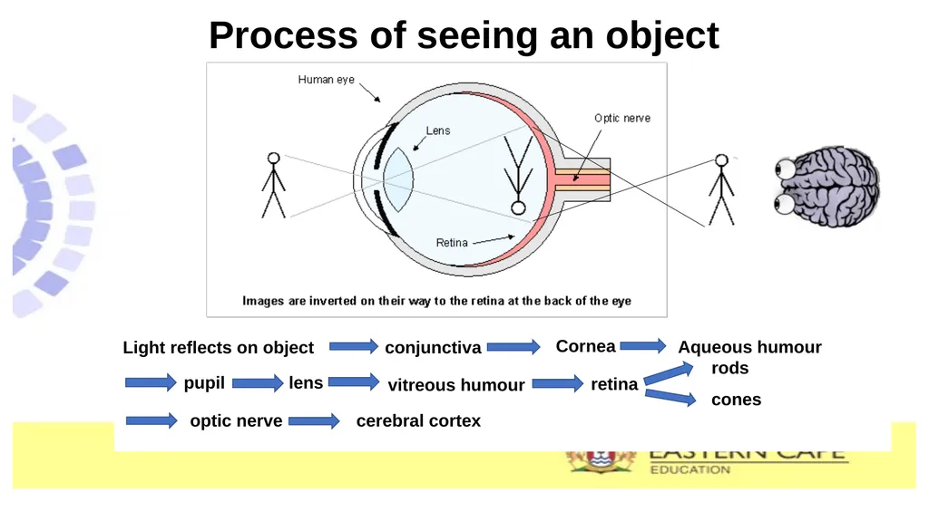 SUBJECT : LIFE SCIENCES LEAD TEACHER : SOTSAKA .M - slide 8 of 11