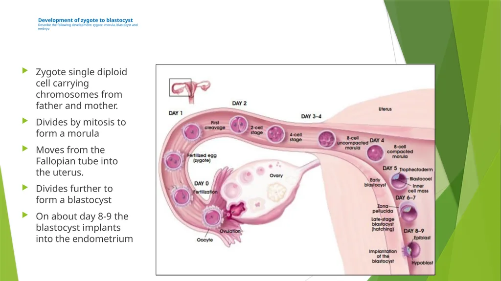 ASSET GRADE 12 LIFE SCIENCES REVISION 2020 Human - slide 5 of 12